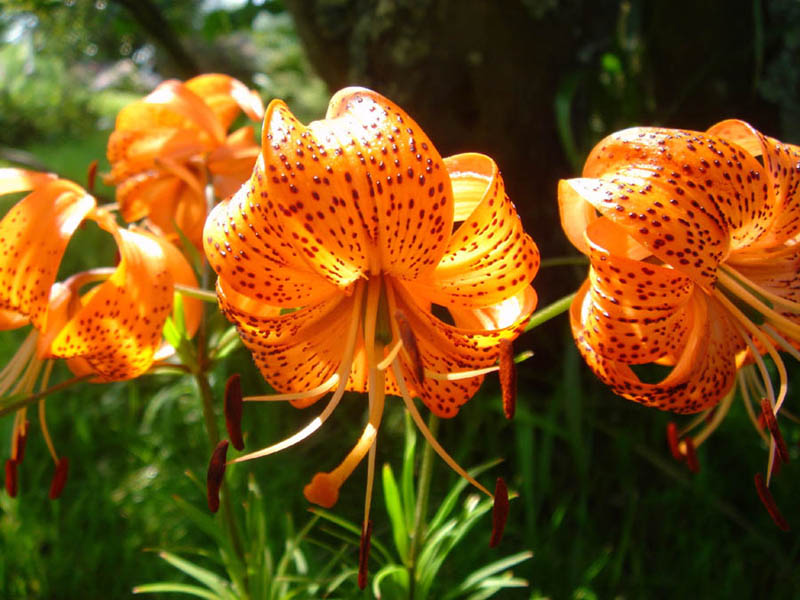 Lilium davidii var wilmotiae photo